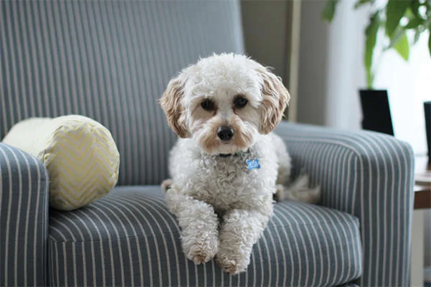 犬のアレルギー症状と治療法｜獣医師が教える正しい対処法5選