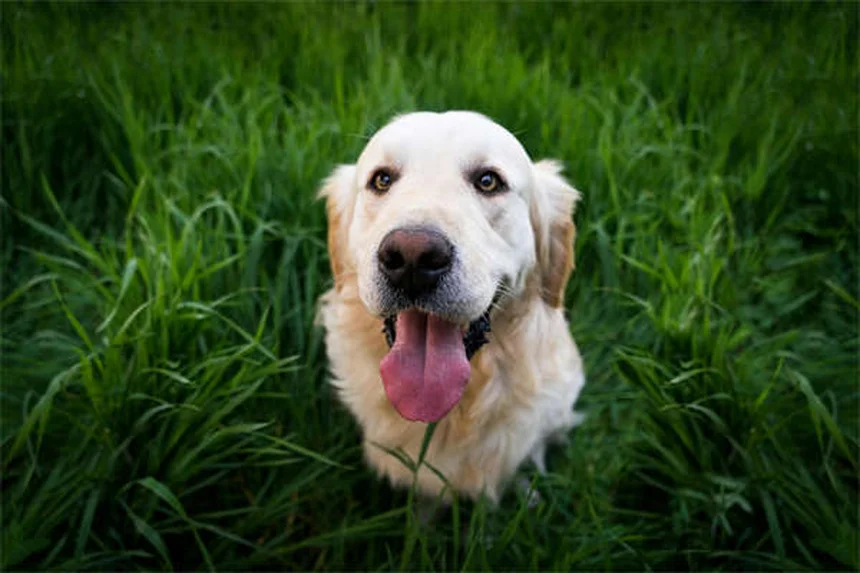 子犬が噛む理由と効果的な対策7選【獣医師推奨】