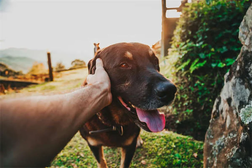 犬がご飯を食べない理由と対処法｜獣医師が教える食欲不振解決策