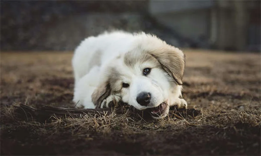 犬がご飯を食べない理由と対処法｜獣医師が教える食欲不振解決策