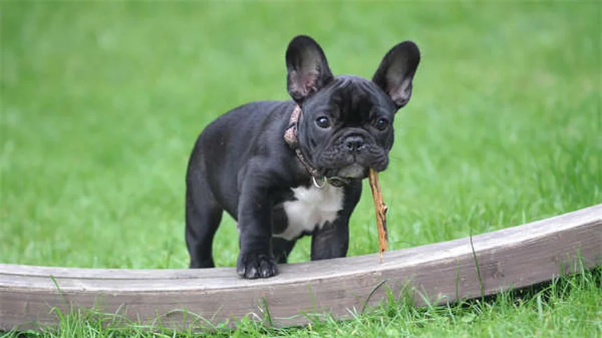 犬がご飯を食べない理由と対処法｜獣医師が教える食欲不振解決策