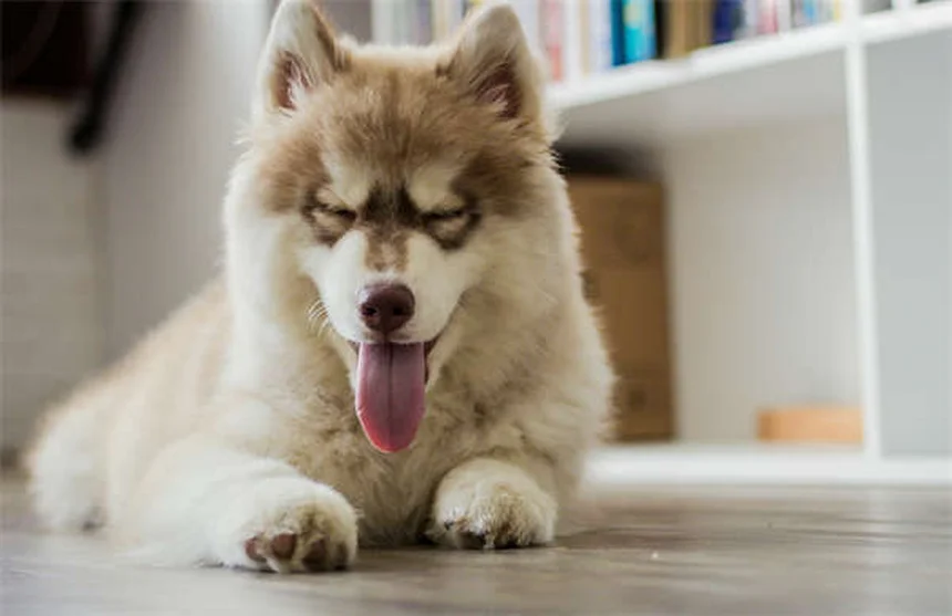 犬がご飯を食べない理由と対処法｜獣医師が教える食欲不振解決策
