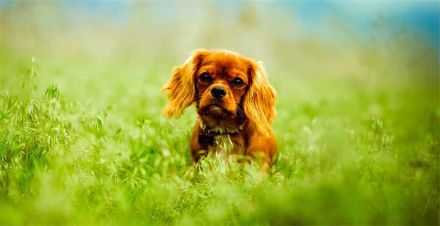 犬にベナドリルを与える前に知っておきたい5つのこと【獣医師監修】