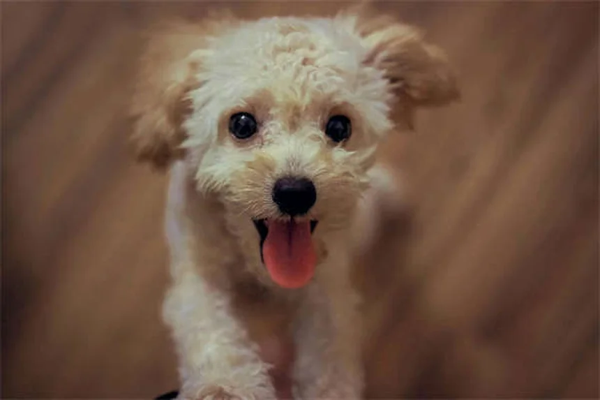 犬にベナドリルを与える前に知っておきたい5つのこと【獣医師監修】