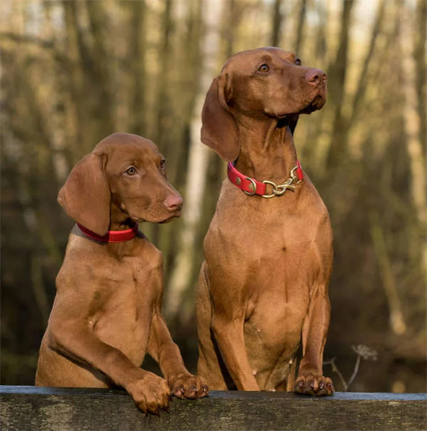 犬にベナドリルを与える前に知っておきたい5つのこと【獣医師監修】