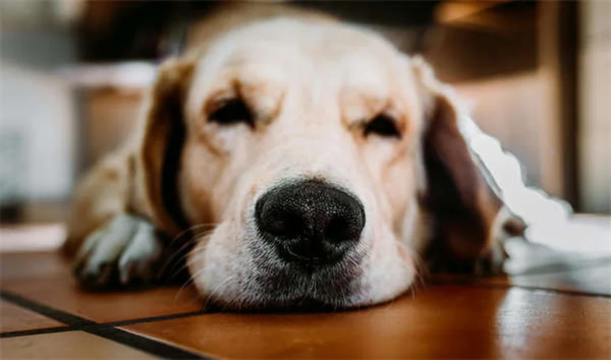 犬にベナドリルを与える前に知っておきたい5つのこと【獣医師監修】