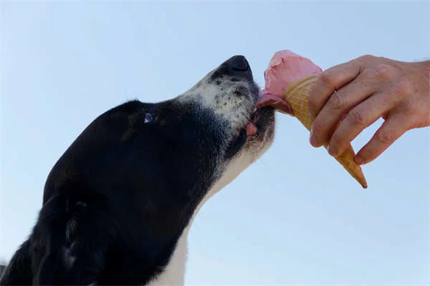 子犬の歯磨き完全ガイド｜3歳までに80%の犬が経験する歯周病を防ぐ方法