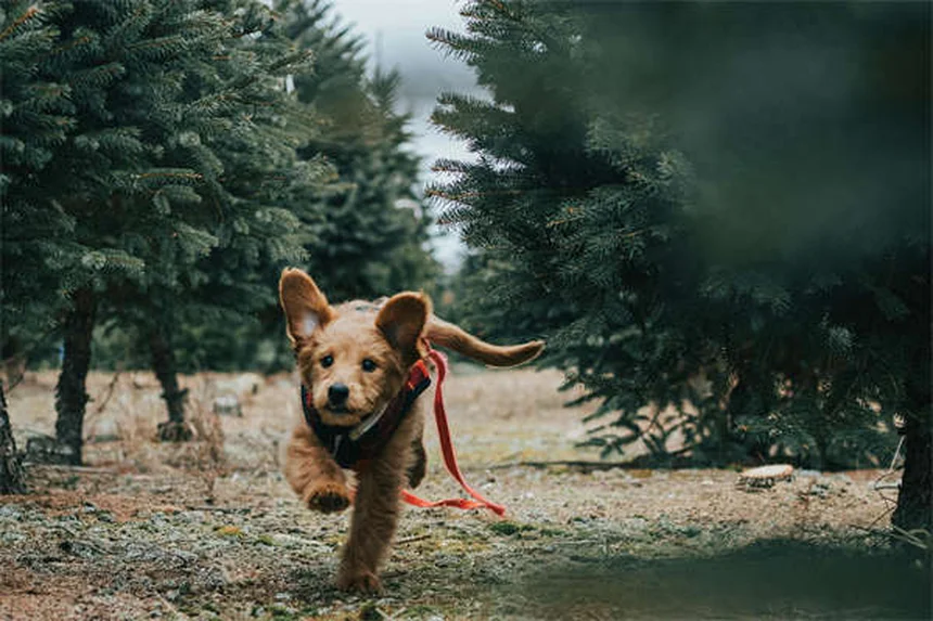 子犬の歯磨き完全ガイド｜3歳までに80%の犬が経験する歯周病を防ぐ方法