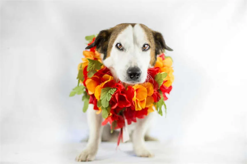 犬のアレルギー症状と治療法｜獣医師が教える正しい対処法5選