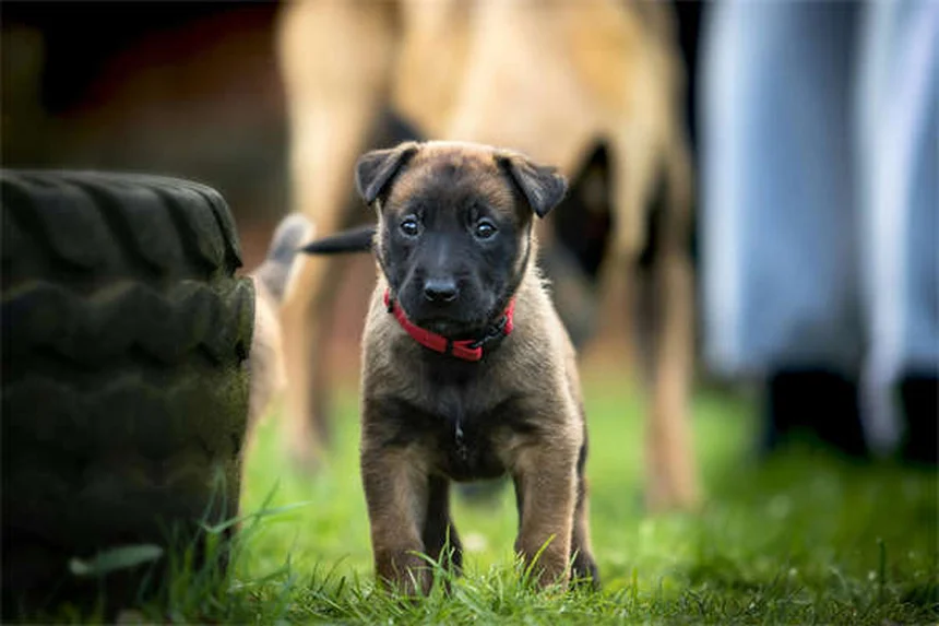 犬の膀胱結石に効く食事療法7選｜獣医師が教える再発予防法