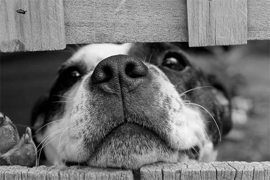 犬の膀胱結石に効く食事療法7選｜獣医師が教える再発予防法