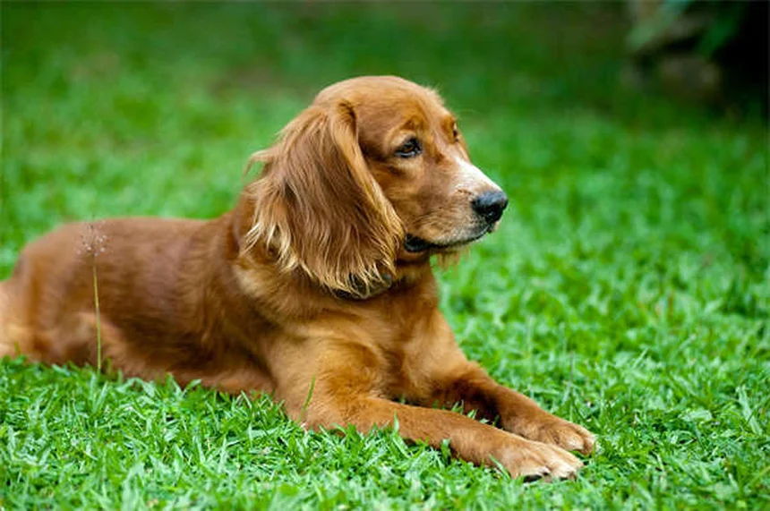 犬の膀胱結石に効く食事療法7選｜獣医師が教える再発予防法