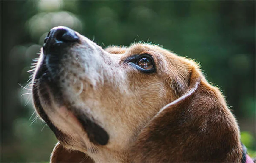 犬のDIC（播種性血管内凝固症候群）とは？症状と対処法を獣医師が解説