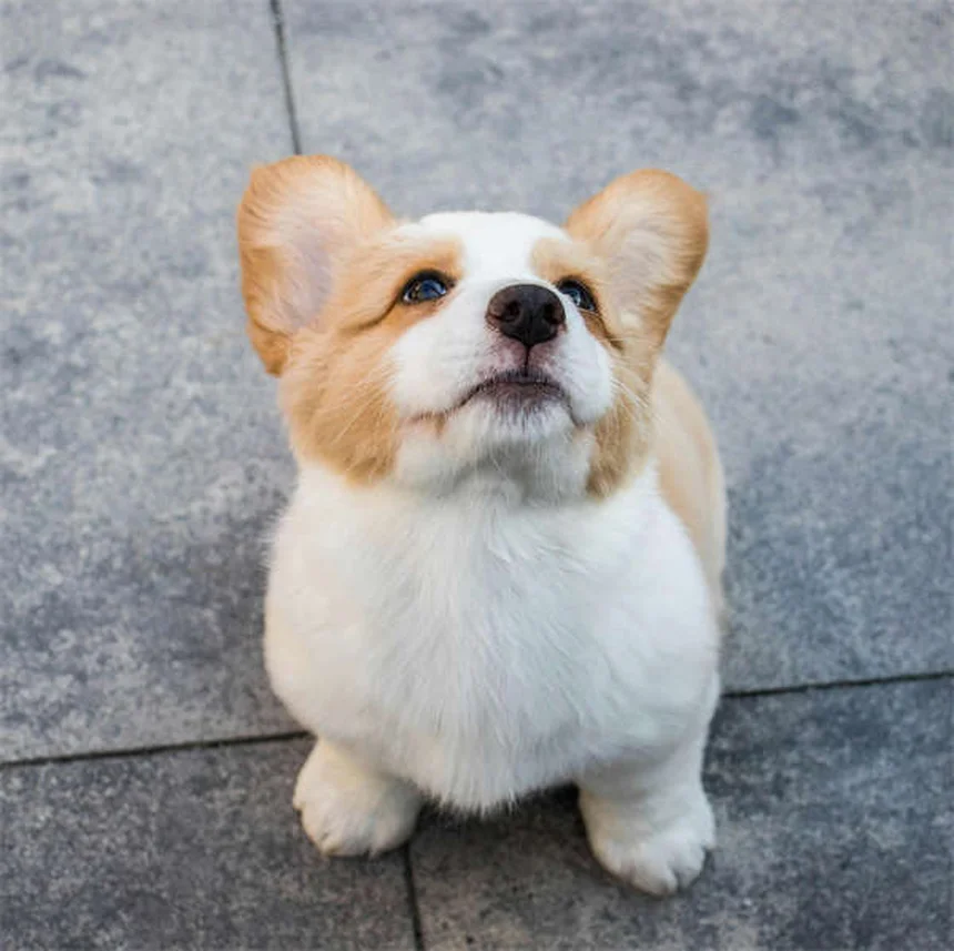 犬のDIC（播種性血管内凝固症候群）とは？症状と対処法を獣医師が解説
