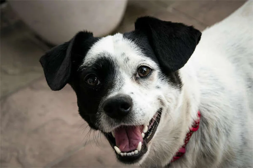 犬のDIC（播種性血管内凝固症候群）とは？症状と対処法を獣医師が解説
