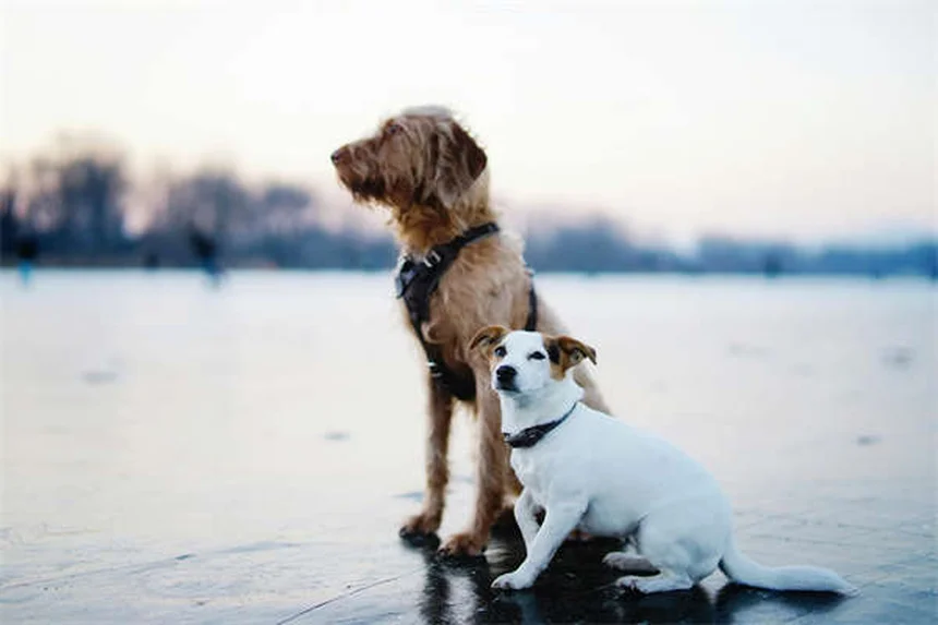 犬のDIC（播種性血管内凝固症候群）とは？症状と対処法を獣医師が解説