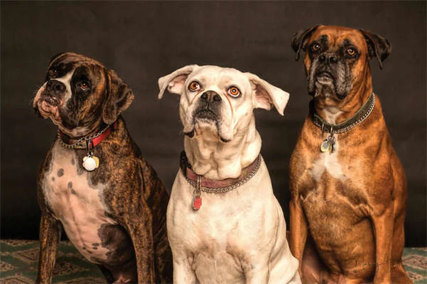 迷子犬を探す3つのコツ｜マイクロチップ登録とSNS活用術