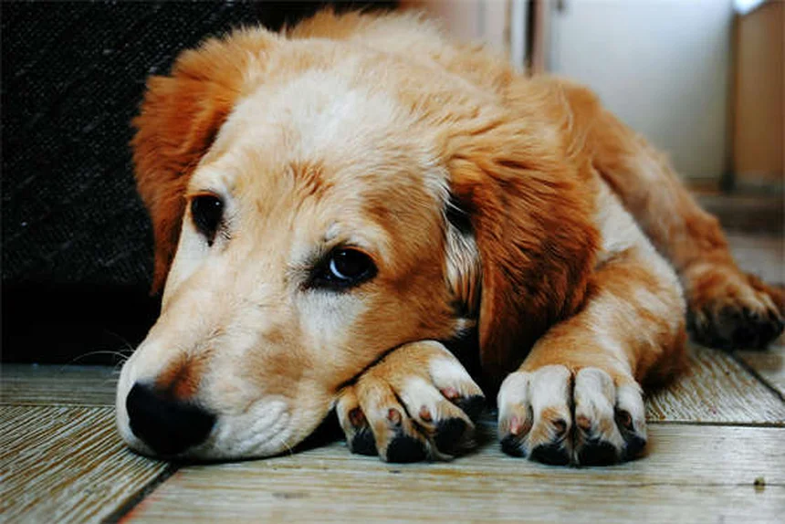 寒さに弱い犬種トップ10｜愛犬の冬対策必須の犬種を解説