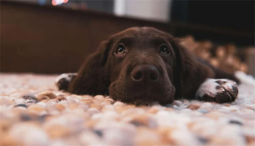 子犬の安全対策｜家の中を徹底チェックする7つのポイント