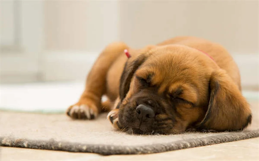 犬にカシューナッツは大丈夫？安全な与え方と適量を解説
