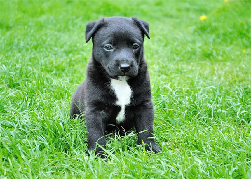 犬にカシューナッツは大丈夫？安全な与え方と適量を解説