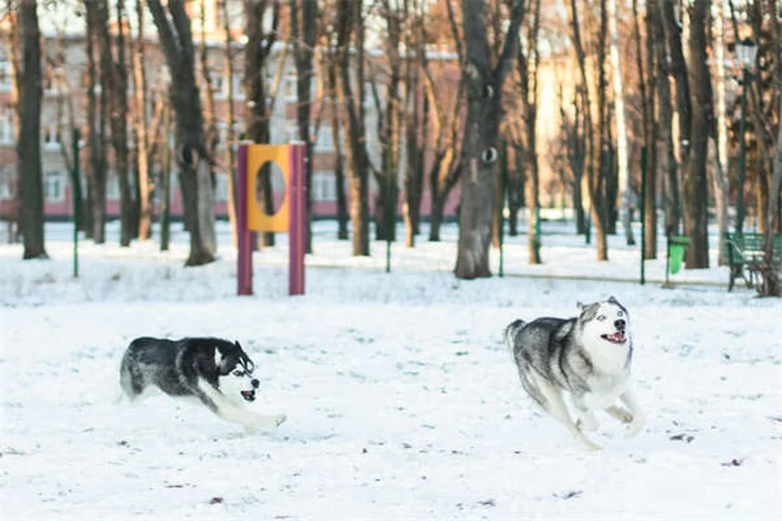 ペットのトラウマ治療法｜犬や猫の心の傷を癒す5つのステップ