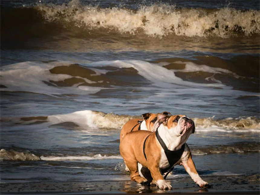 ペットのトラウマ治療法｜犬や猫の心の傷を癒す5つのステップ
