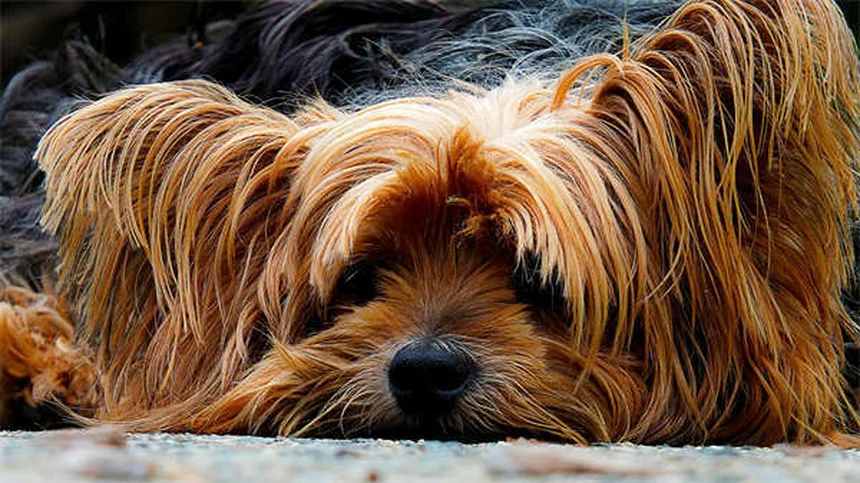 子犬の安全対策｜家の中を徹底チェックする7つのポイント