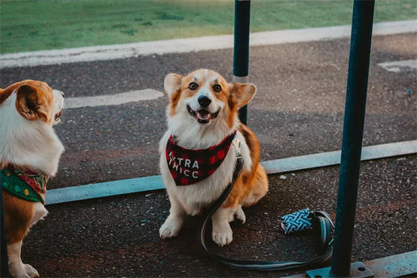犬の散歩で絶対にやってはいけない5つのこと【プロが解説】