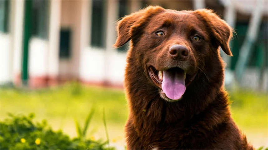 犬の散歩で絶対にやってはいけない5つのこと【プロが解説】