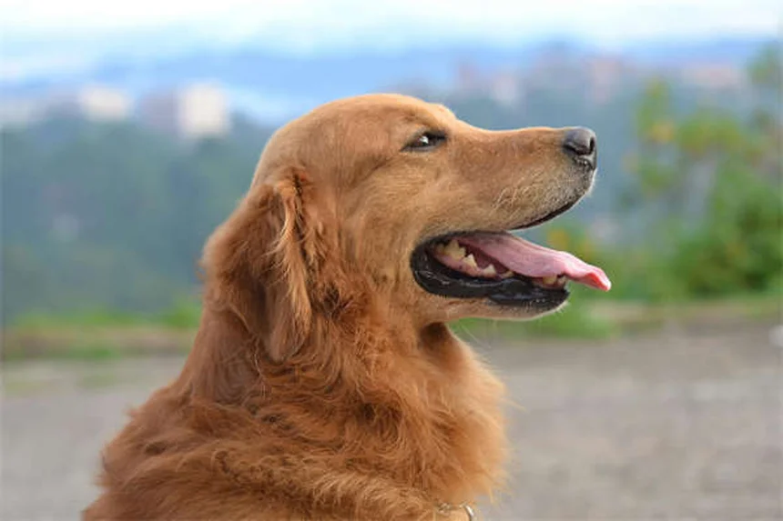 犬の散歩で絶対にやってはいけない5つのこと【プロが解説】