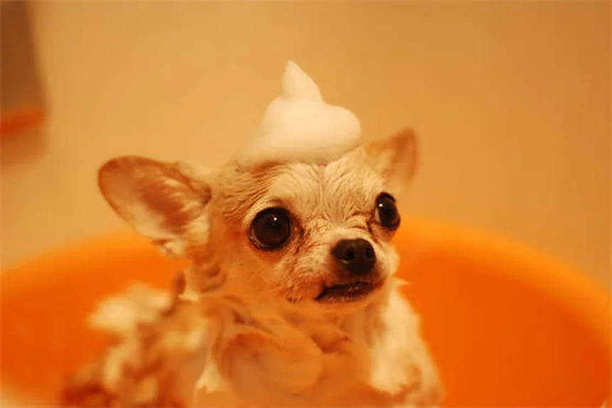 犬のトラゾドン効果と副作用｜正しい使い方と注意点