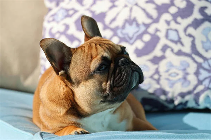 子犬を迎える前に知っておきたい10の準備ポイント