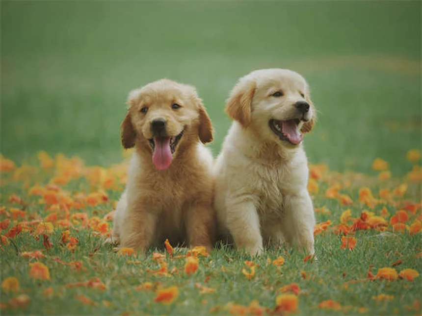 子犬を迎える前に知っておきたい10の準備ポイント