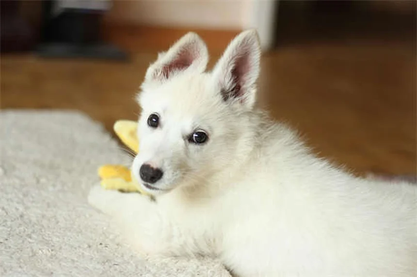 子犬を迎える前に知っておきたい10の準備ポイント