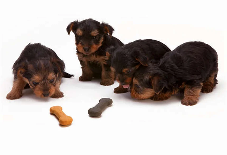 犬の痛みを和らげる7つの自然療法【獣医師推奨】