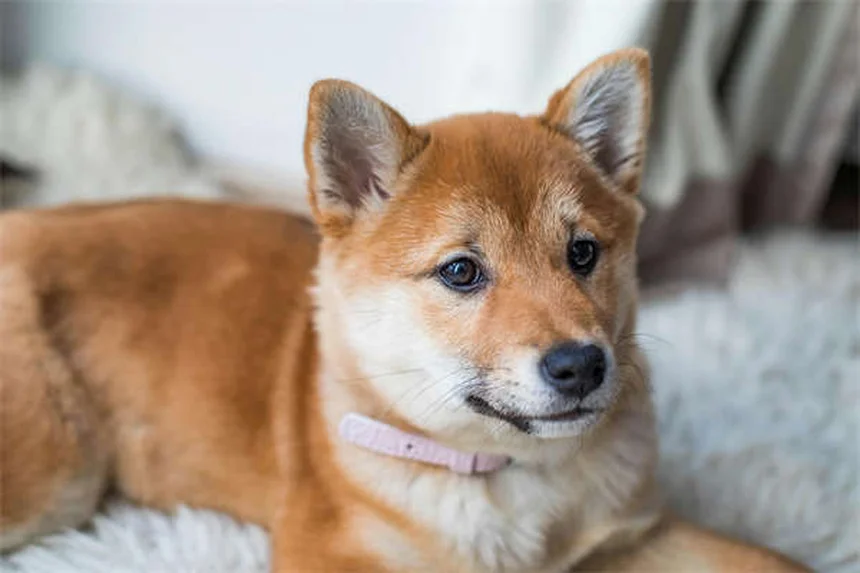 犬の痛みを和らげる7つの自然療法【獣医師推奨】
