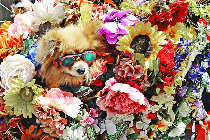 犬の痛みを和らげる7つの自然療法【獣医師推奨】